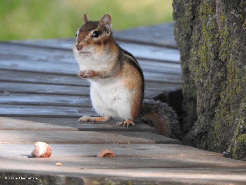 Eastern chipmunk  (Tamias striatus)