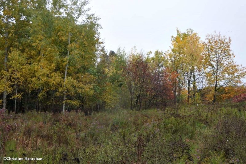 Fletcher Wildlife Garden