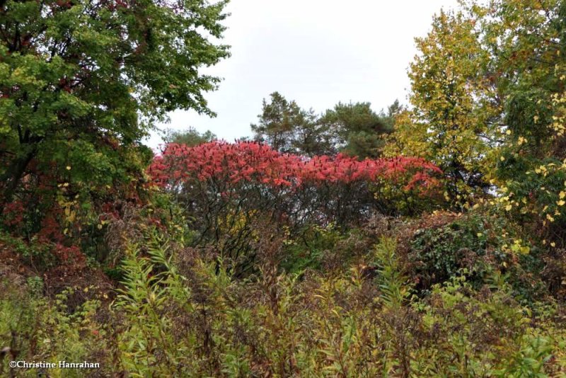 Fletcher Wildlife Garden
