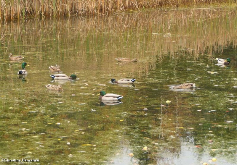 Mallards