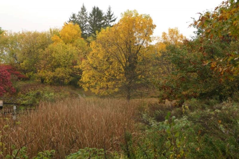 The Amphibian pond