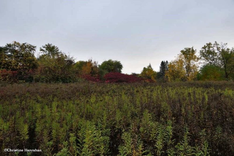 Old Field 