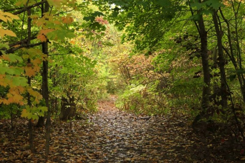 The Old Woods