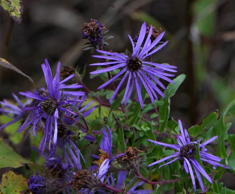 New England asters  (,em>Symphyotrichum novae-angliae)