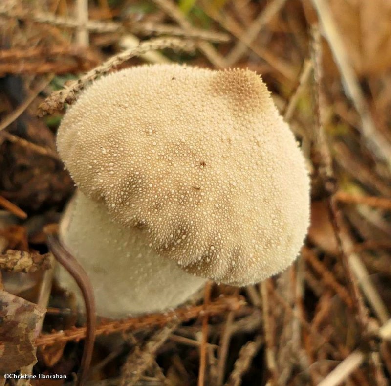 Puffball (Lycoperdon)