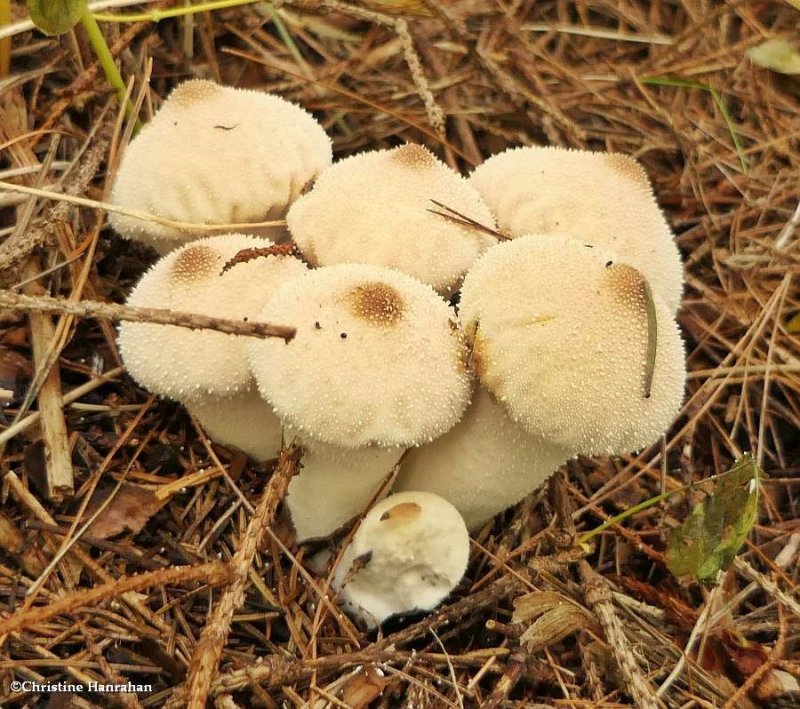 Puffballs (Lycoperdon)