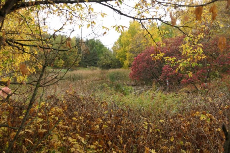 The Amphibian pond