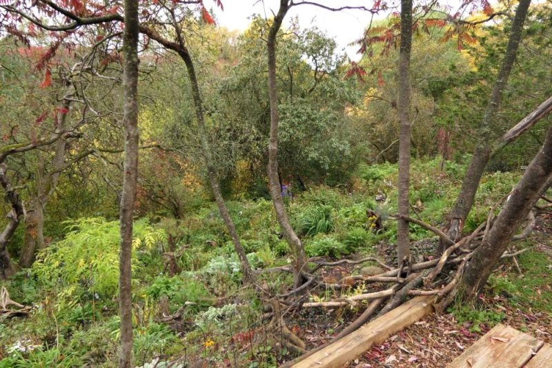 The Ravine