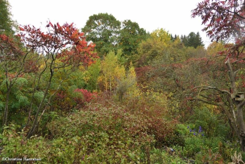 The Ravine