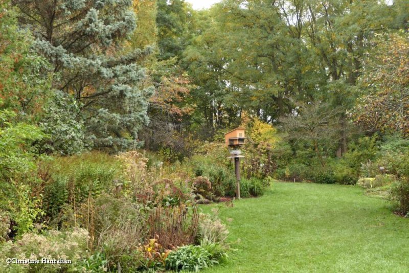 Backyard Garden