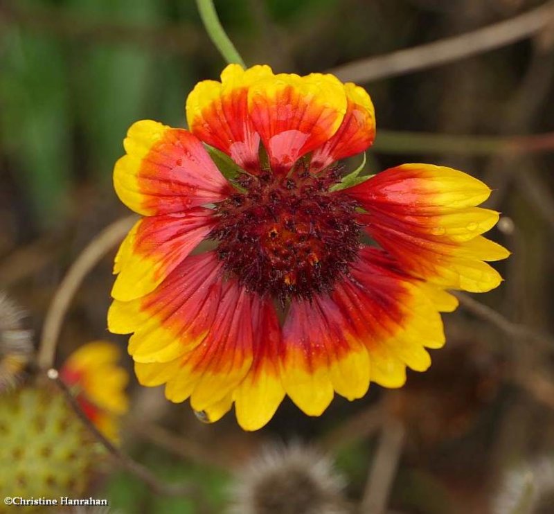 Gaillardia