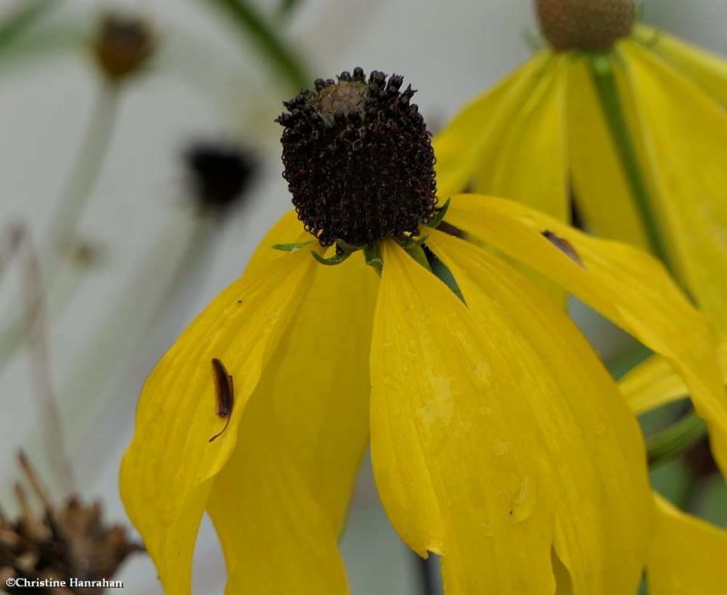 Grey-headed coneflower (Ratibida pinnata)