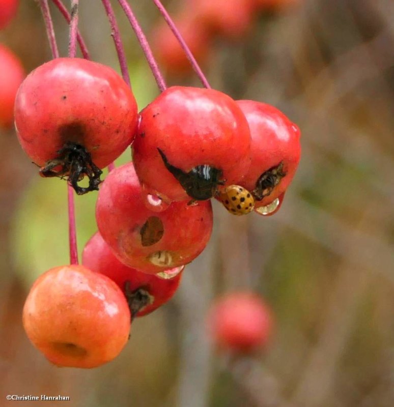 Crabapples with lady beetle