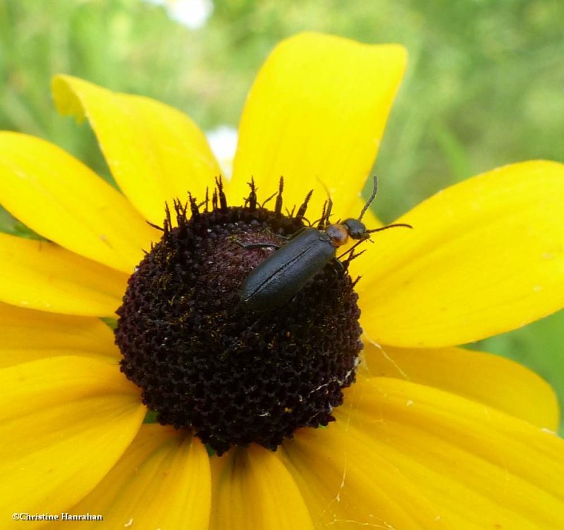 Soldier Beetles (Cantharidae)