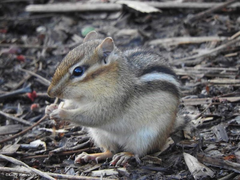 Eastern chipmunk  (Tamias striatus)