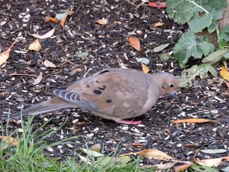 Mourning dove 