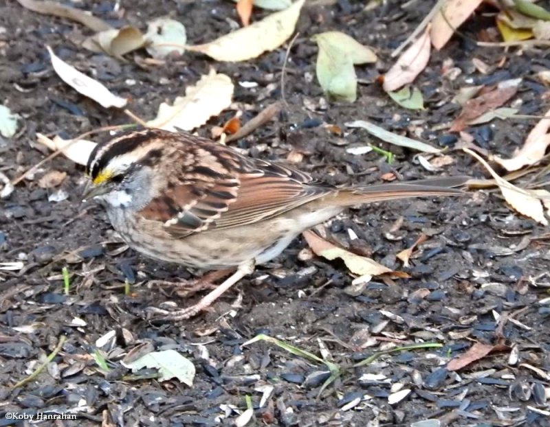 White-throated sparrow