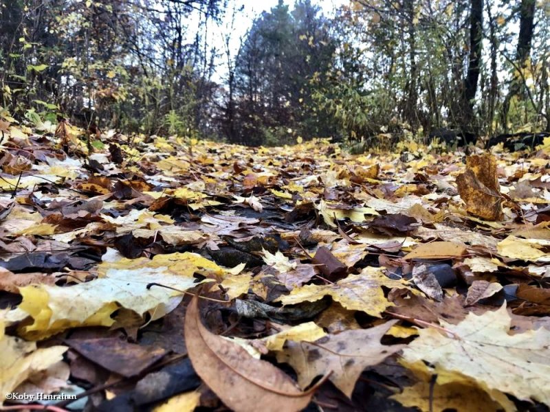 Autumn at the garden