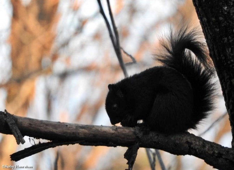 Eastern grey squirrel (Sciurus carolinensis)