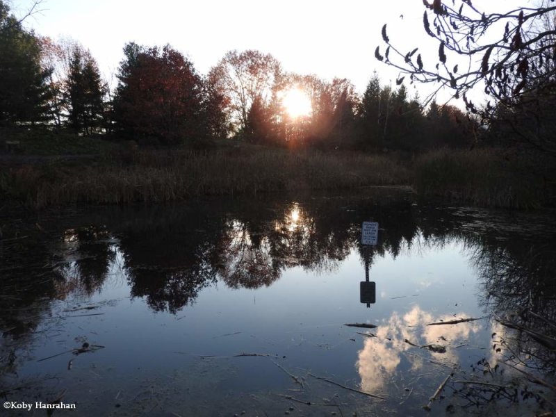 The sun going down over the Amphibian Pond