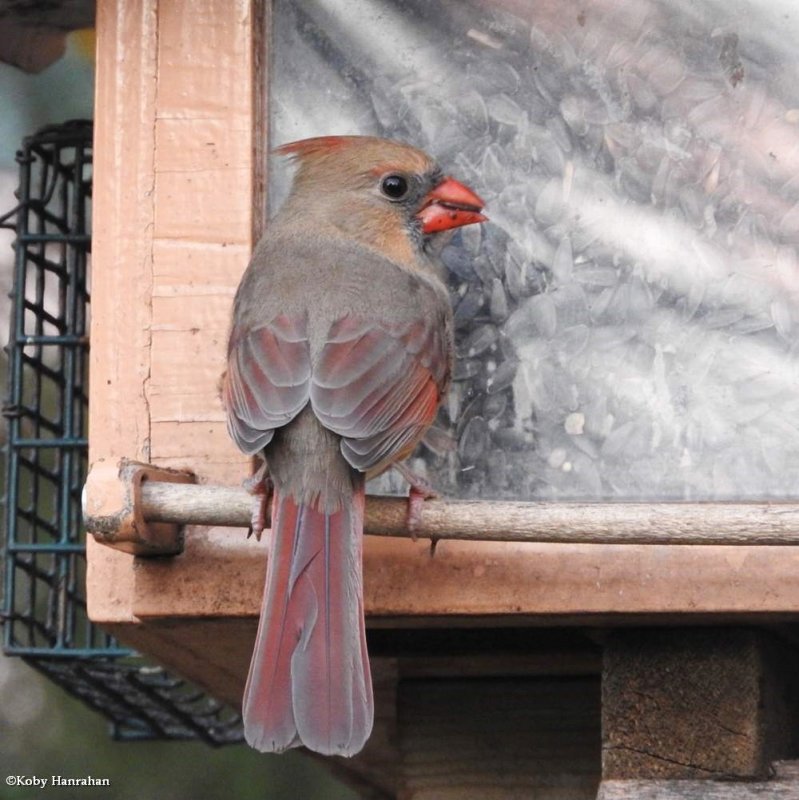 Northern cardinal,female