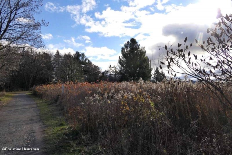 The Old Field
