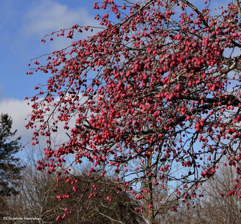 Crabapples (Malus)