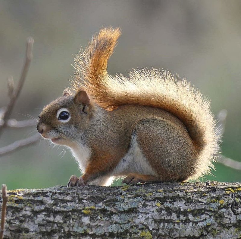 American red squirrel  (<em>Tamiasciurus hudsonicus</em>)