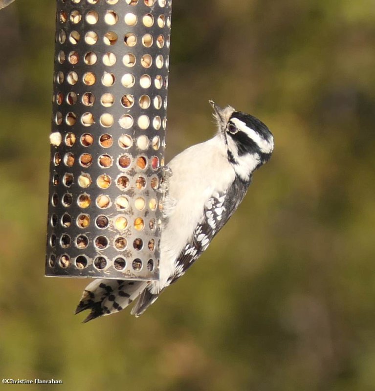 Downy Woodpecker, female