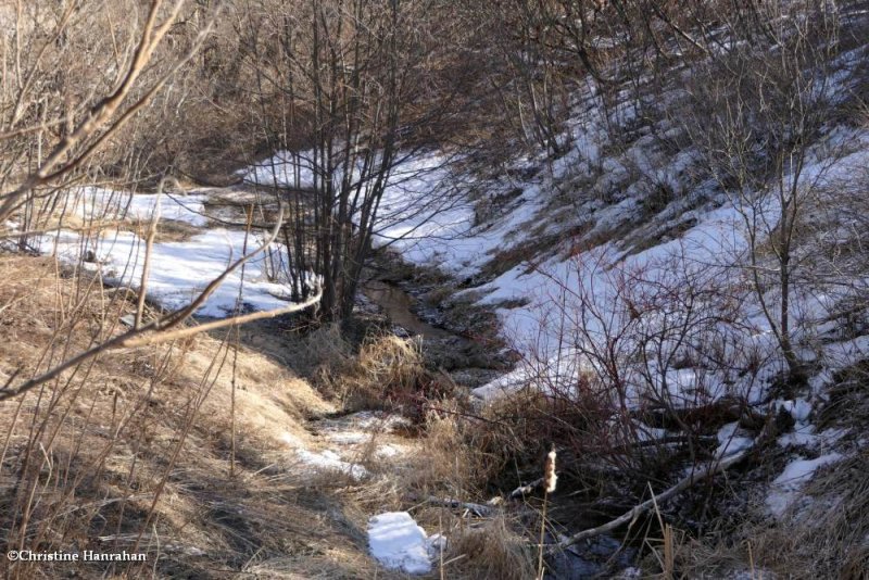 The Ravine