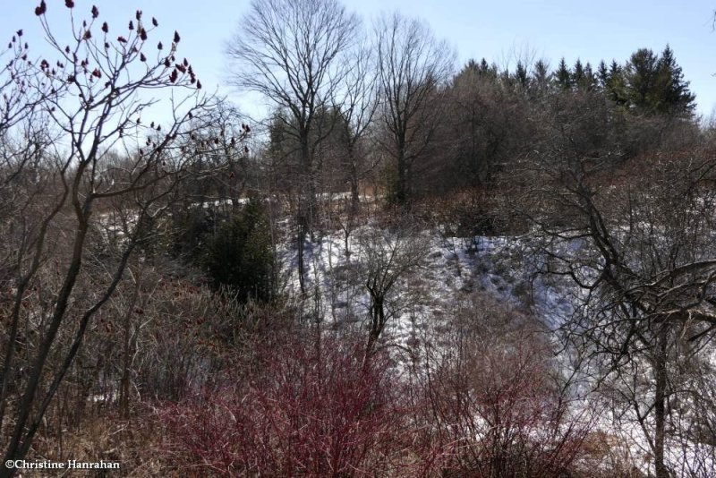 The Ravine
