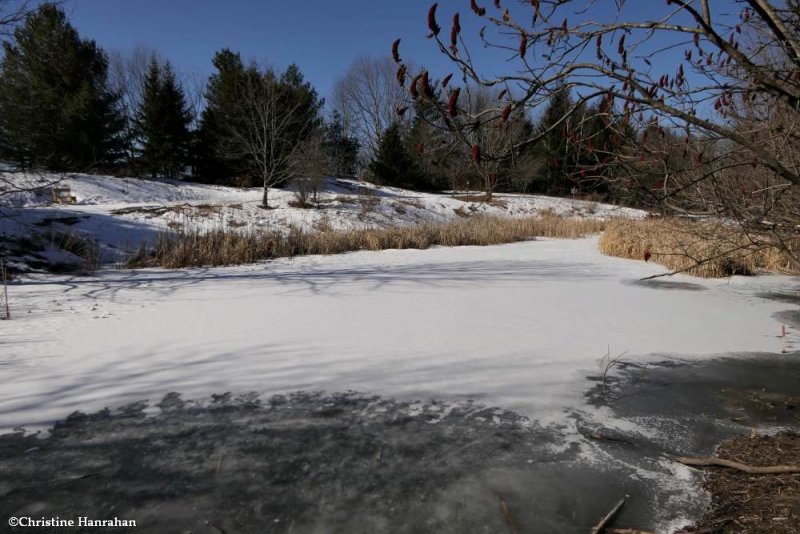 The Amphibian pond