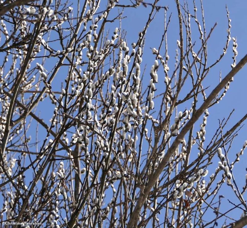 Willow catkins