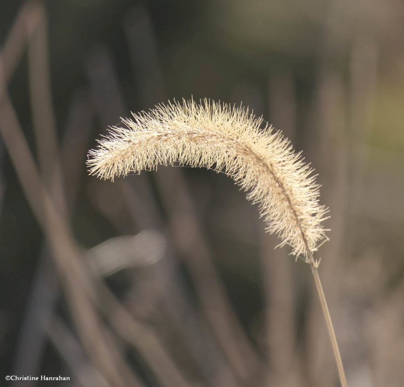 Foxtail grass