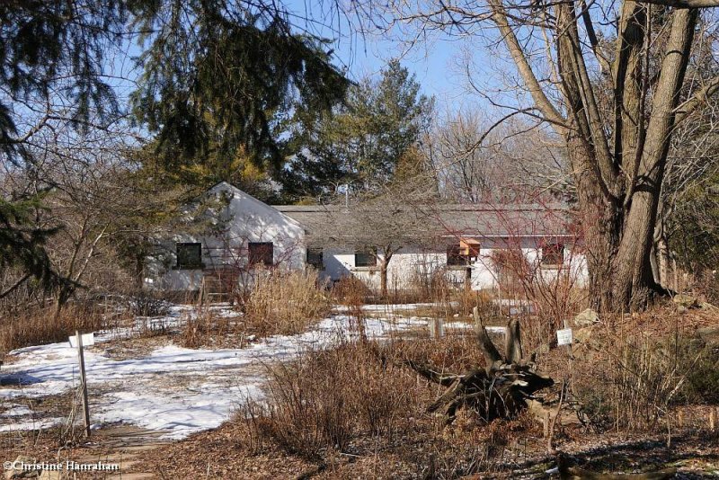 Backyard Garden