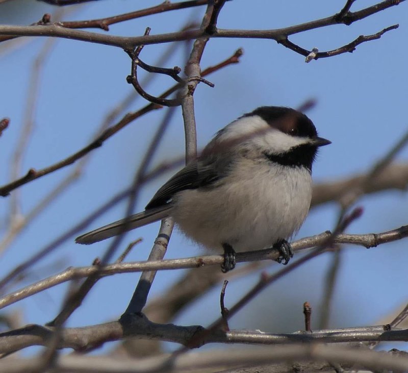 Black-capped chickadee
