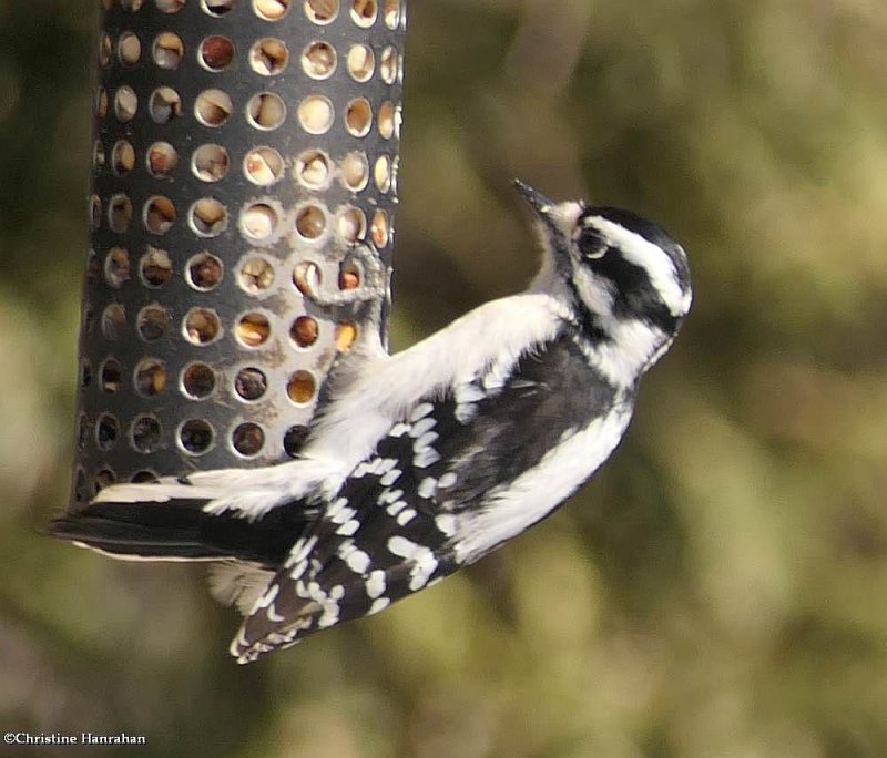 Downy Woodpecker, female