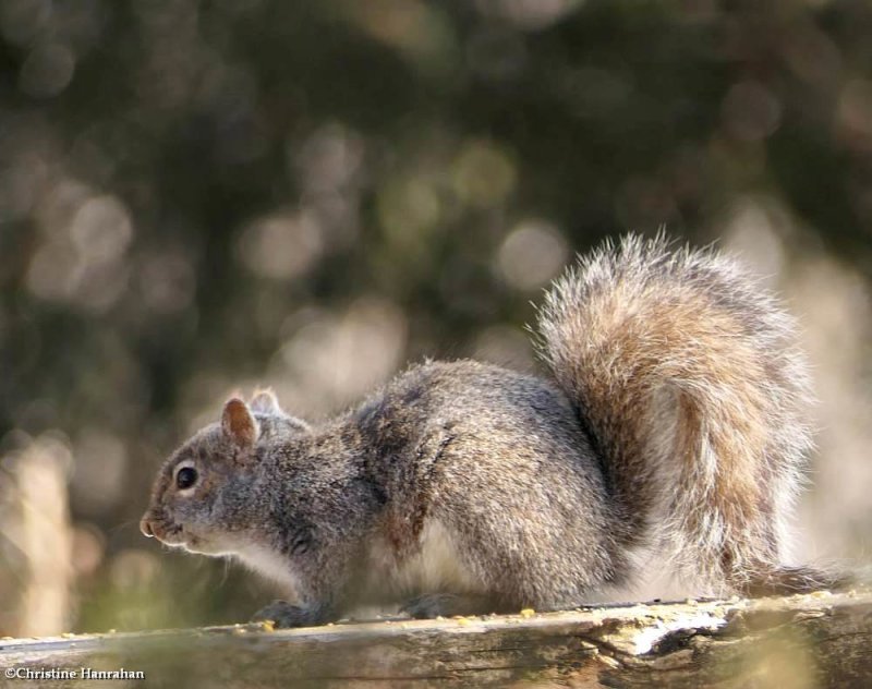 Eastern grey squirrel (Sciurus carolinensis)