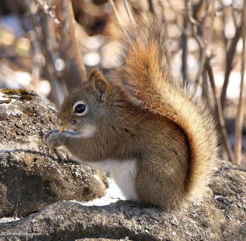 American red squirrel  (Tamiasciurus hudsonicus)