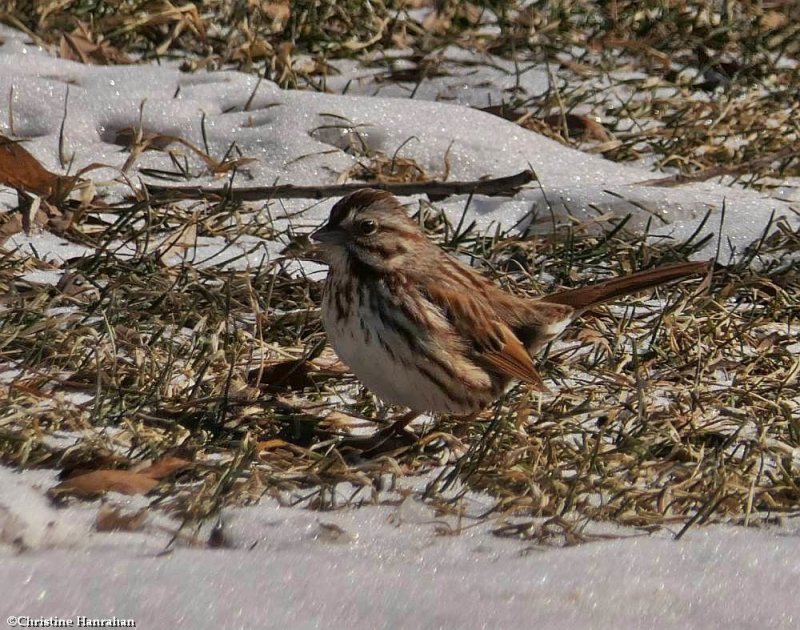 Song sparrow