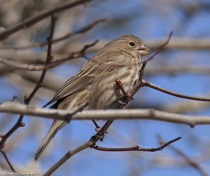 House finch, female
