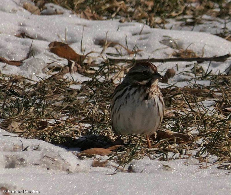 Song sparrow