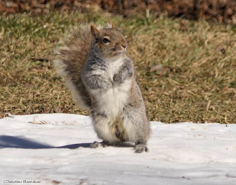 Eastern grey squirrel (Sciurus carolinensis)
