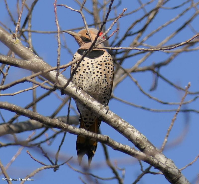 Northern flicker