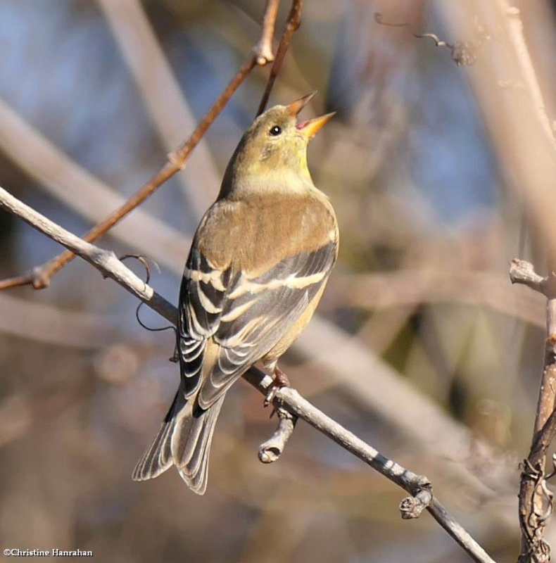 American goldfinch