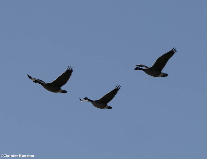 Three geese in flight