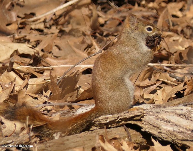 American red squirrel  (Tamiasciurus hudsonicus)
