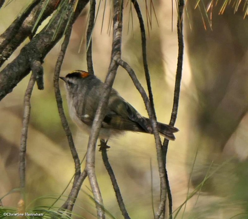 Golden-crowned kinglet