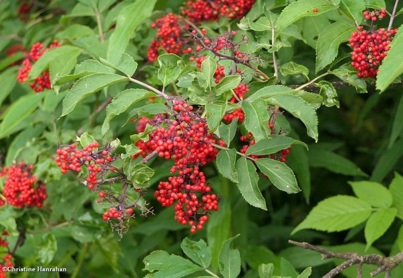 Red-berried elder (Sambucus racemosa)