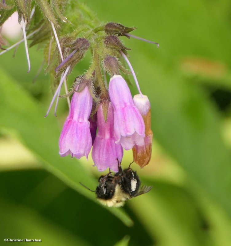 Comfrey and bumble bee